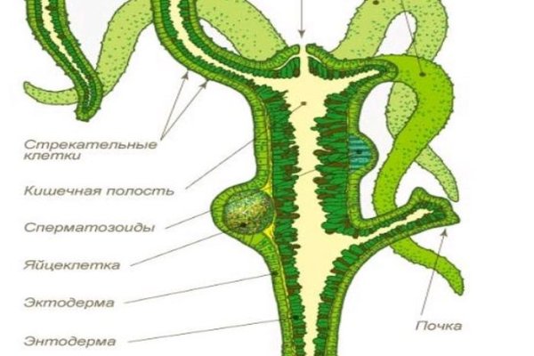 Кракен клир ссылка