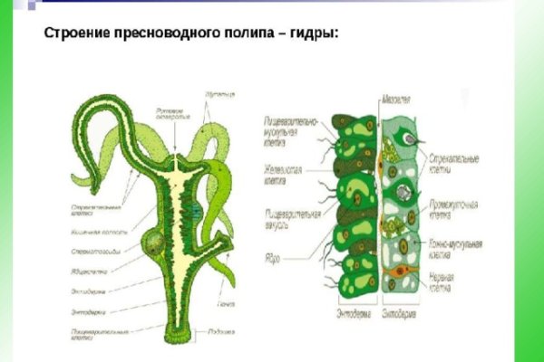 Kraken 6at