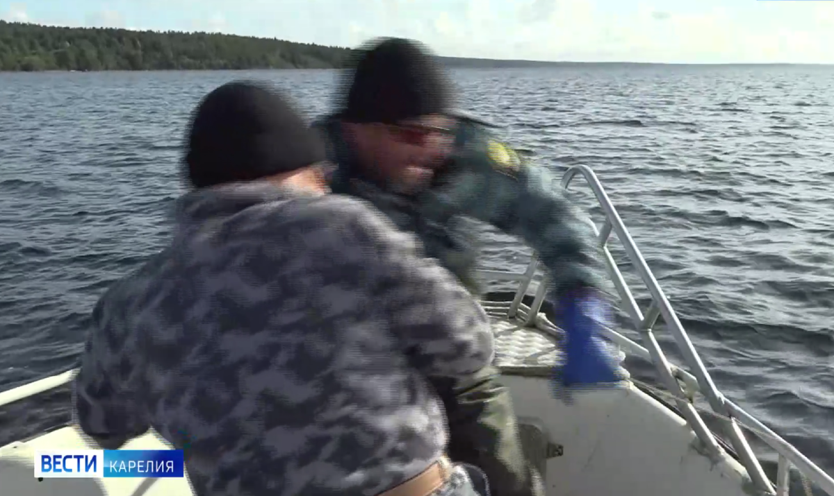 Сохранение онежского лосося: правда и мифы журналистов