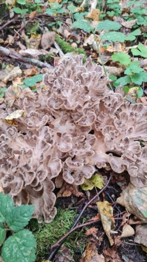 Грибы, которые вдохновляют: загадочная грифола курчавая