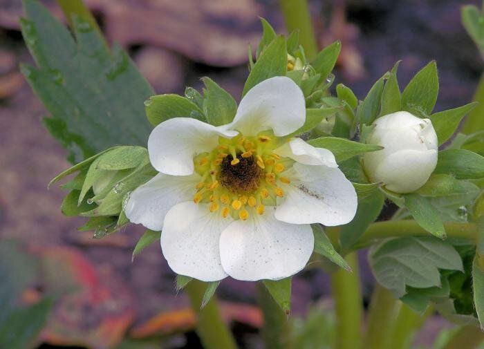 Как йод помогает клубнике: секреты успешного ухода