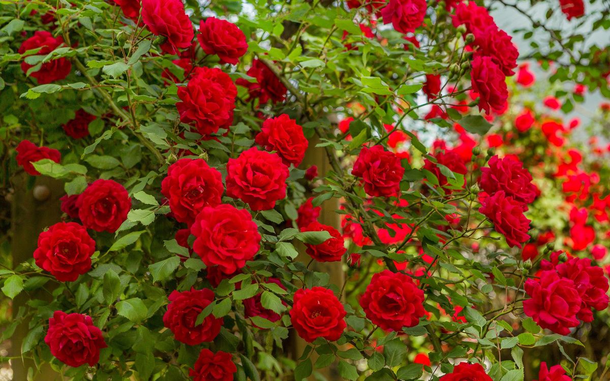 Почему осенние заботы о цветах играют ключевую роль для зимовки