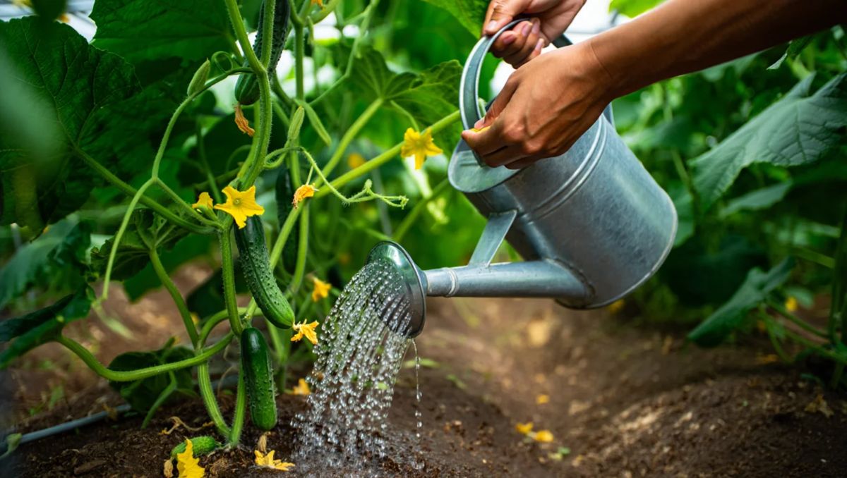 ��� �������� ������������ ������ �������: ������� ������ � �������