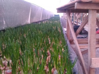 ������ ������� ���� �� ����: ������� ��������� ������ � �������