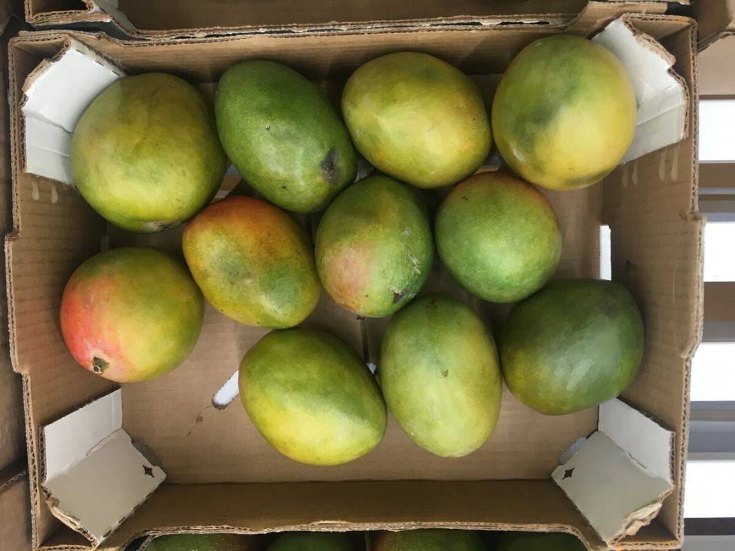 Манго: дар богов или эволюционная ирония?