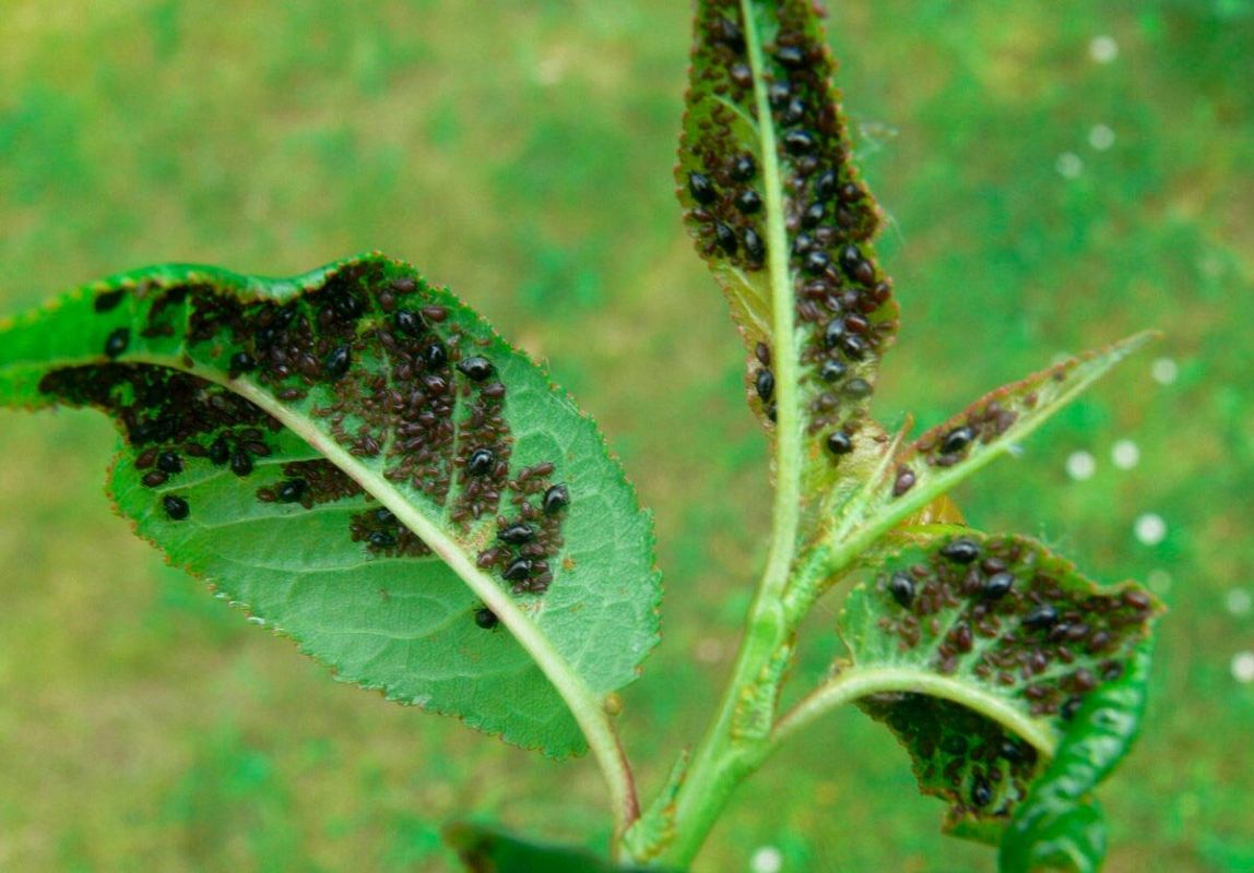 Эко-борьба с вредителями: растительные решения для вашего огорода