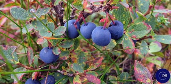 ����� �������� ��������: ������� �������� �������