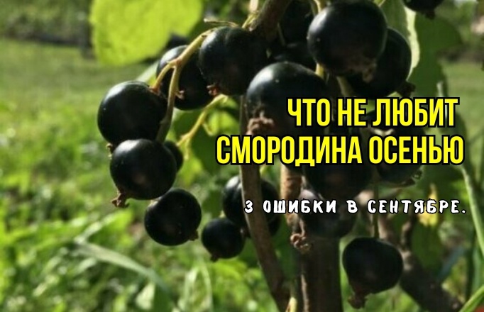 Ошибки в агрономии: смородина осенью