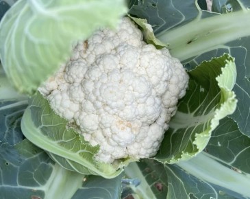 Секреты успешного выращивания цветной капусты: волшебная подкормка с золой и бором