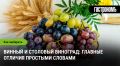Винный и столовый виноград: ключевые отличия