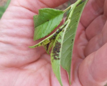 Как защитить вишню от тли в постоянные дожди