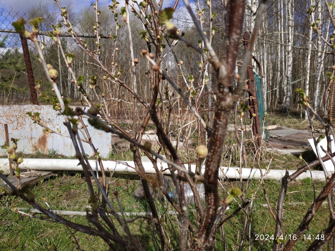 Как защитить чёрную смородину от почкового клеща: советы садоводов