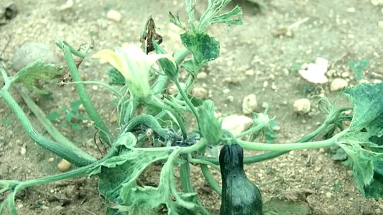 Как дедовский метод спасает кабачки от летней жары