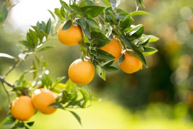 Символика апельсина в сновидениях