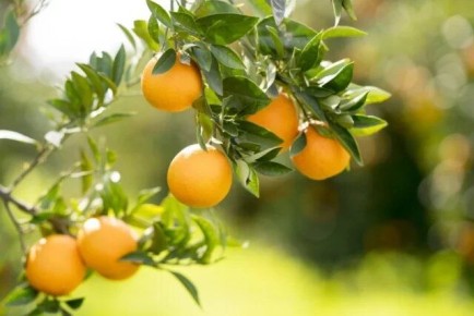 ��������� ��������� � �����������