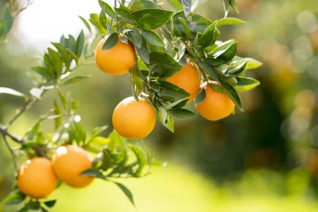 Символика апельсина в сновидениях