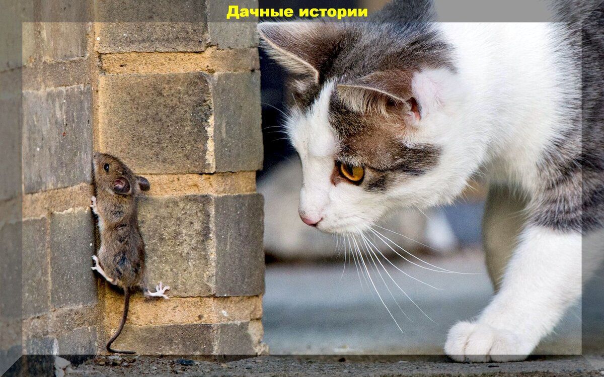 ����������� ��������� ������ � ������: �� �������� �� �����������