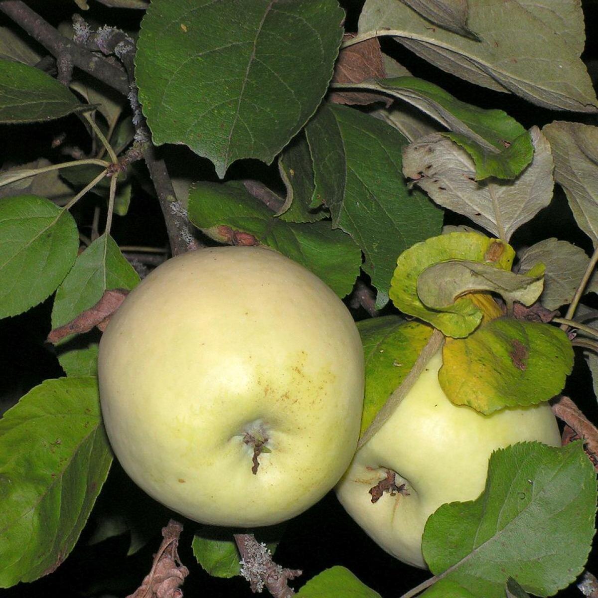 Необычное решение для защиты яблонь: без химии и с минимальными затратами