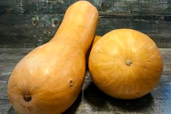 Как вырастить тыкву Медовая гитара: советы и секреты для дачников