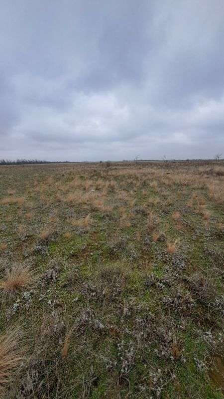 Шампиньоны в степи: неожиданные находки на родной земле