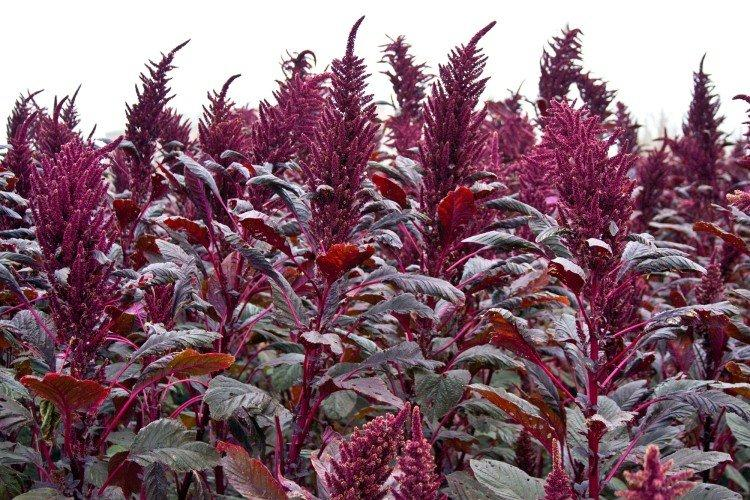 Амарантовые: Путь к истине в криптоистории