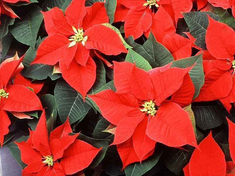 ������� ����� �� �����������: ��� �������� � �������� �� �����