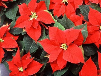 ������� ����� �� �����������: ��� �������� � �������� �� �����