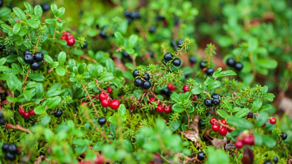 ����� ��������� ����: ���� ������� � � ���������