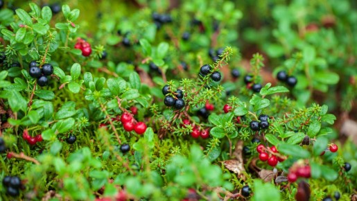 Ягоды северного края: вкус Карелии и её символика