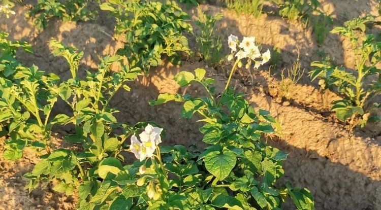 ����-������ ���������: ������� ����� � ������� ����