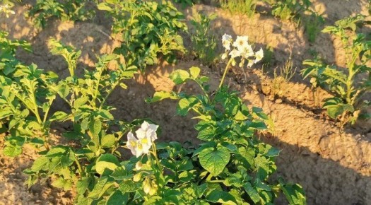 ����-������ ���������: ������� ����� � ������� ����