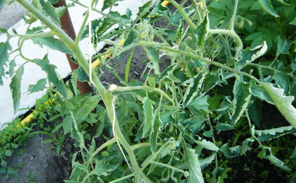 Сложности с помидорами: как справиться с холодным летом