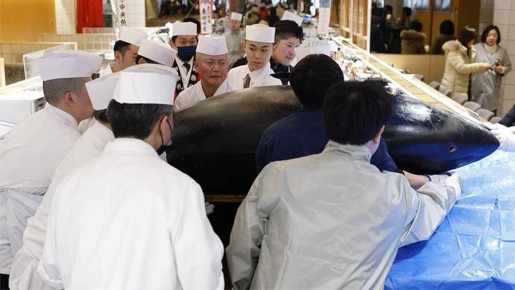 В Токио продан голубой тунец за рекордные 255 миллионов рублей