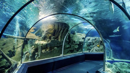 Океанариум в Сочи: мир подводных чудес для всей семьи