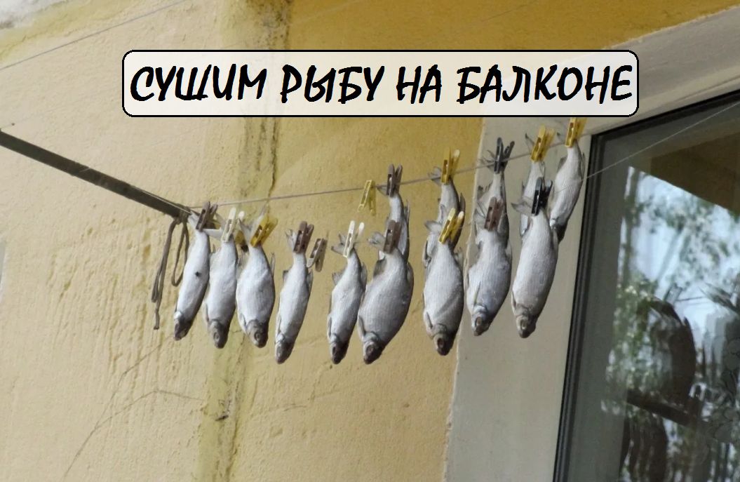 Как сушить рыбу на балконе без запаха и мух: советы для горожан
