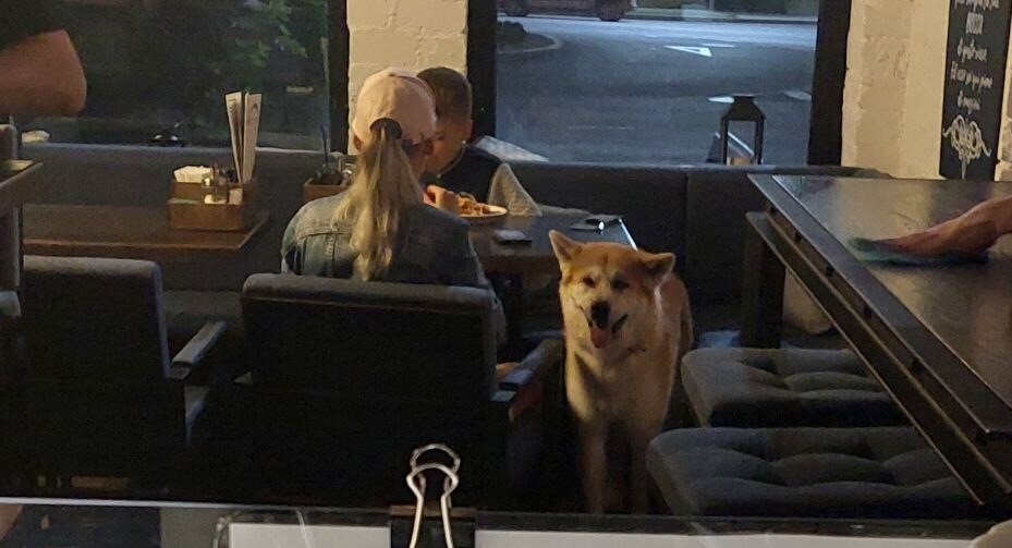 Собаки в кафе: вызов или новое правило дружелюбия?