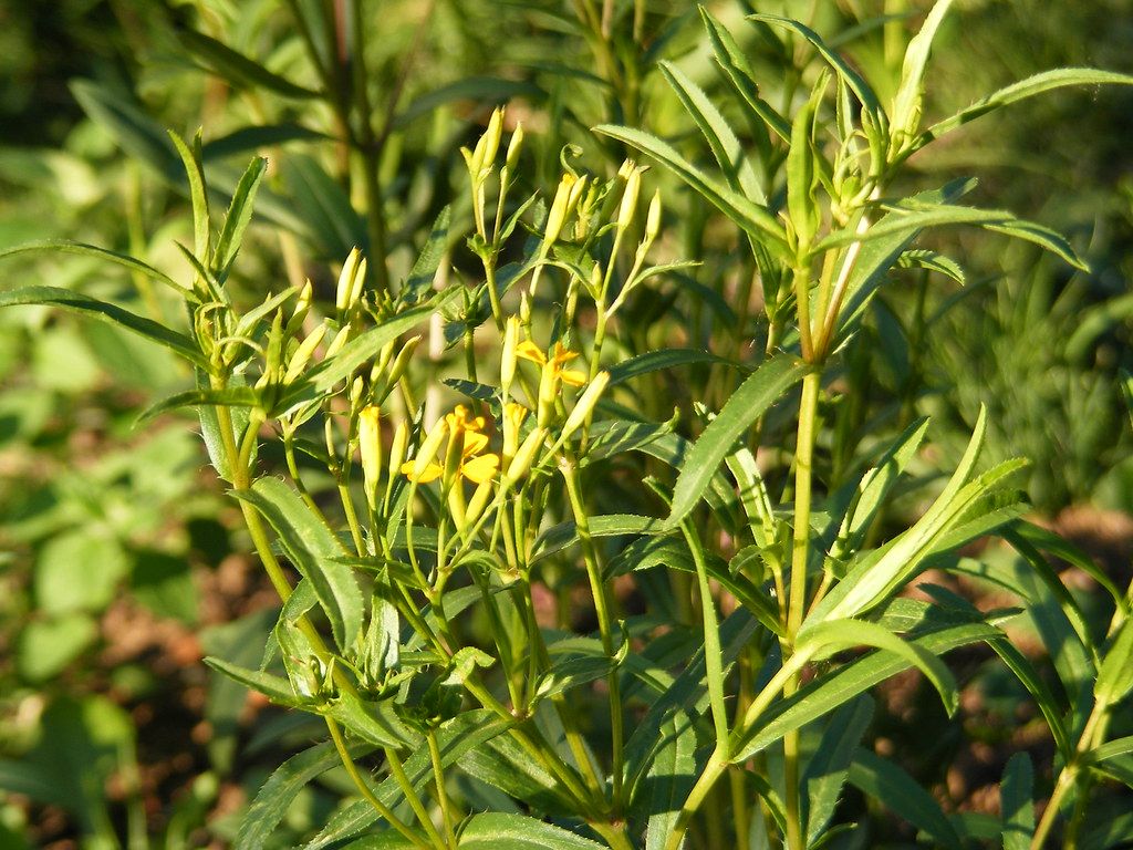 Эстрагон: Пряное лакомство с мощными полезными свойствами
