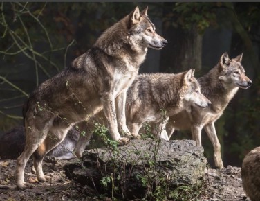 ������ � �������������: ������������ ������ � ������