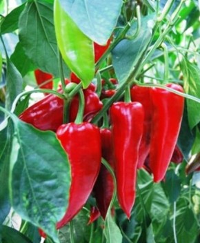 Сладкий перец для теплиц: топ 7 сортов для больших урожаев