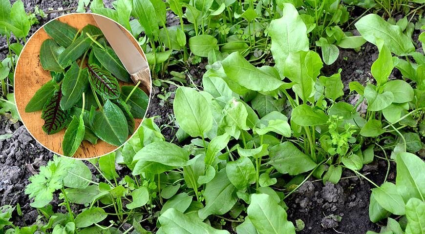 Щавель: что нужно знать о весеннем деликатесе и его влиянии на здоровье