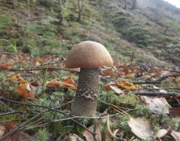 Золотистый боровик: новый член грибного клуба Тульской области