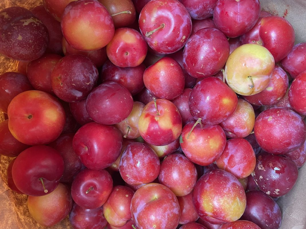 ������ ����: ��� ����������, ���� �� ���� ������ ����?