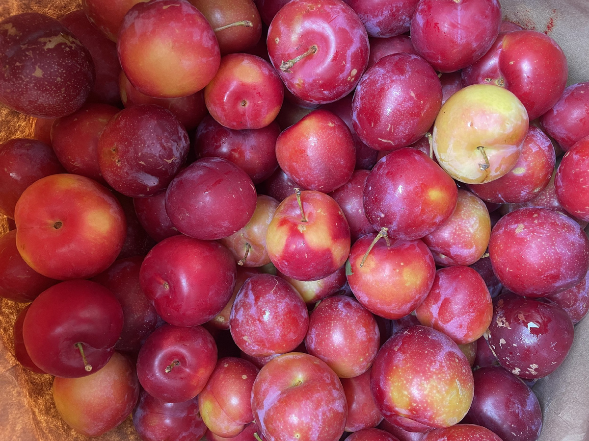 Польза слив: что произойдет, если их есть каждый день?