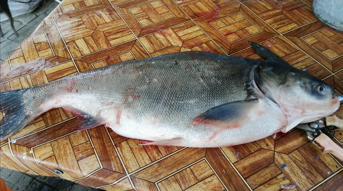 Как приготовить балык из толстолоба: пошаговый рецепт и секреты