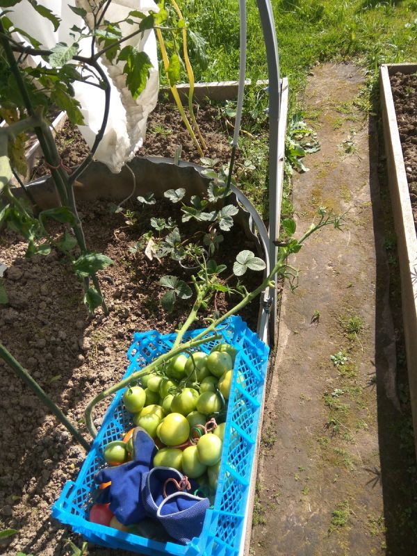 ��������� ������ ������������ ������� ������: ������� ������� ����