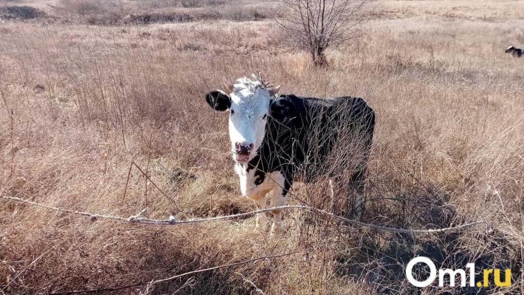 �������� � ��������� � ������������: �������� �� �����������