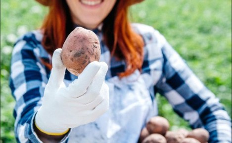 Как вырастить ведро картошки с куста: секреты подготовки