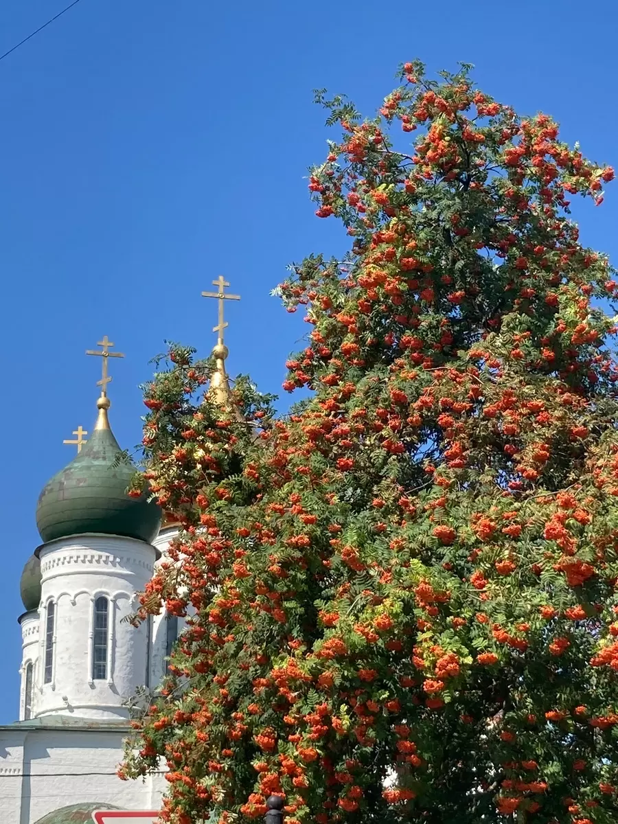 Рябиновое варенье: уникальный деликатес для вашего стола