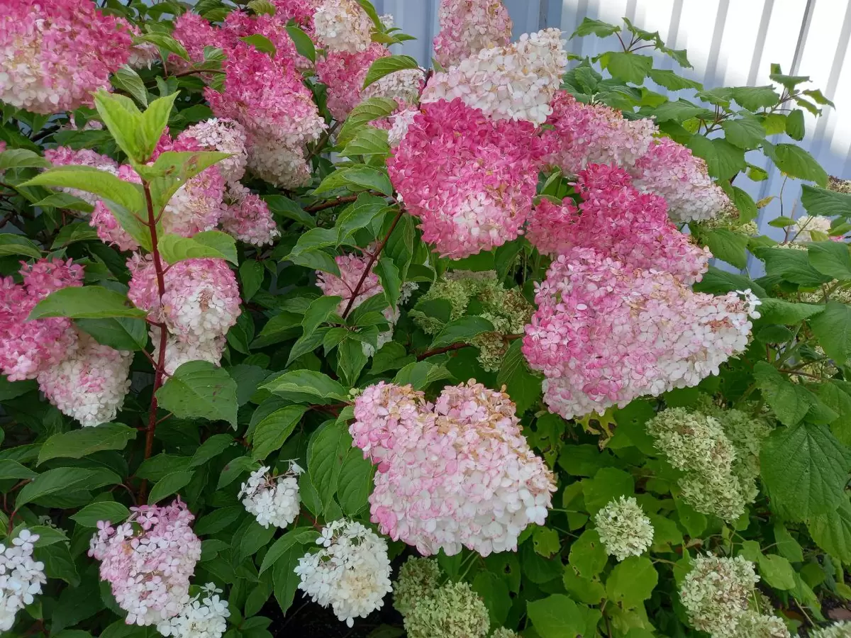 Открытие нового экономного форума: делимся опытом