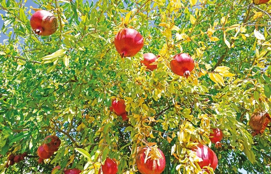 Секреты здоровья: гранат как суперфуд для сердца и женщин